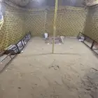 للبيع خيمة 4 ب4 مع تانكي ابيض برا داخلي اصفر مشجر