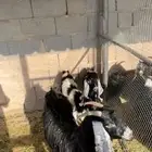 عنز معها توم جفار