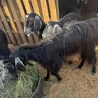 معزا حليب مضاريع شهرين يوجد فديو