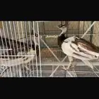 جوز طاؤوس ابرق