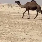 لقحه وملاقي قريب ولدها من الشهر وحول