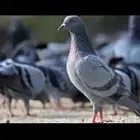 للبيع حمام سوادي شي نضيف وطيب