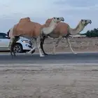 لقحات