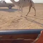 للبيع الضريبه الوضحا مسحوب ولدها قبل امس وعلى جميع الشروط