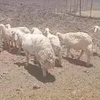 حري حرش