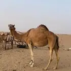 للبيع ناقه حايل سمينه