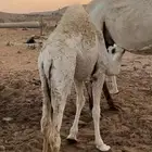 للبيع حاشي لبناني يرضع تحت أمه للبيع