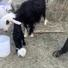 نجديه والد