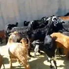 تيوس وخرفان اضاحي وسلخ بالموقع