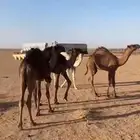 قعدان حليب طيبه