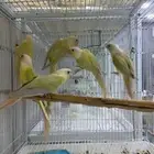متاح اجوز كنيور مون شيك