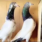 تيدي صنف فاخر من الاخر ( تم البيع )