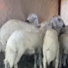 خرفان كفو للبيع