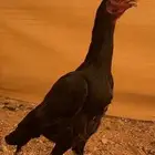 دجاج باكستاني سندي نسل غبشان