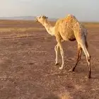 قعود