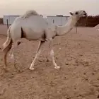 قعود