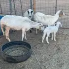 شياه ثلاث معهن ثنين ارمينيا معهن رخال