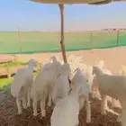 طليان تم البيع خارج الموقع