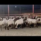 للبيع جذعات طيبه