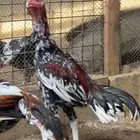 للبيع ديوك سندي