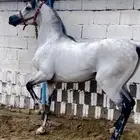 حصان شعبي