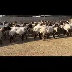 غنم نعيم مراح شرط الدفيع فاخره