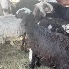 مراح نجد ولد ودفيع