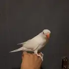 ببغاء درة البينو اليف و هدد و متكلم .