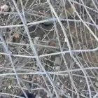 سكراب حديد للبيع