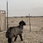 للبيع نعجه عربيه عطرا طيبه