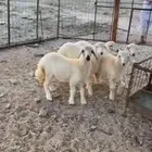 رخال طيبات وشحم