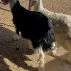 خرفان نجد