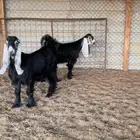 جفار عوارض نوادر