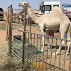بكره مفروده تحقق عليانيه طفاح وزين