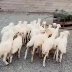 رخال وخرفان