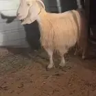 للبيع عنز كريميه خصم دافع شرط