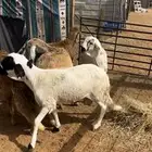 حري ونعيم سواكني