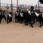 معزا ولد عيالها جذعات