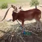 ثنتين بقر للبيع دفيع