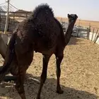 قعود قصب لباني