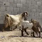 عنز صفرا رغوث