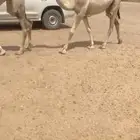 بكره شقحا كفو جل عضم وطفاح