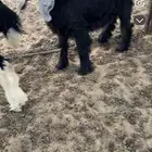 للبيع تيس العمر 3 شهور