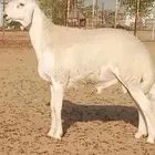 مشروع فحل حري صنف