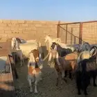 معزا مراح مشروكه