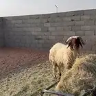 خروف نعيمي ثني