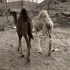 حشو طيبه