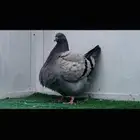 طبه فرش براون