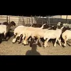 جذعات نعيم مقنوي فاخرة للبيع