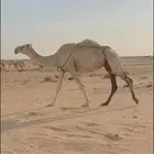 عشرا رمانيه تحتها بكره وقعود